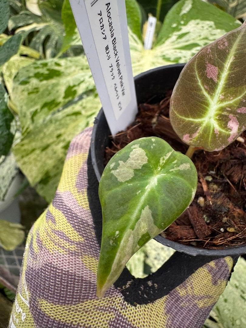 サボテンフェロシオール一鉢47本(太刺タイプ) サボテンフェロシオール